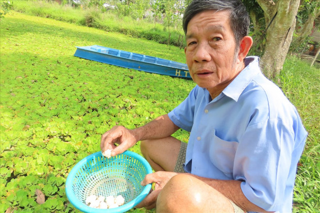 nuoi loai oc ngon gam beo nhu ranh, lao nong mien tay doi doi hinh anh 9