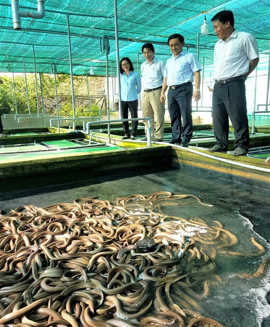 nuoi luon khong bun, nhung nhuc toan con to, ca lang tram tro khen hinh anh 2