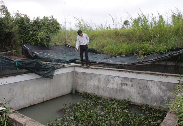 nuoi oc nhoi sieu de o vung nui doi, da giau roi lai cang giau them hinh anh 2