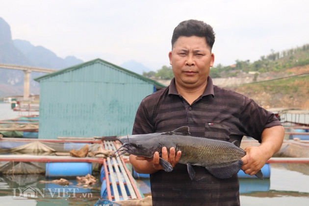 nuoi thu ca dac san tren “vinh ha long” tay bac, lai 300 trieu/nam hinh anh 1