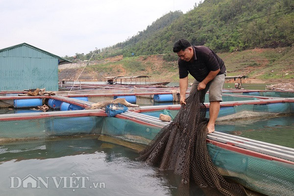 nuoi thu ca dac san tren “vinh ha long” tay bac, lai 300 trieu/nam hinh anh 2