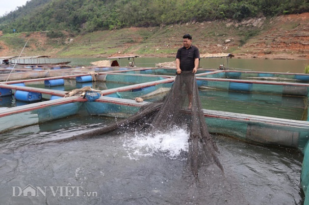 nuoi thu ca dac san tren “vinh ha long” tay bac, lai 300 trieu/nam hinh anh 3