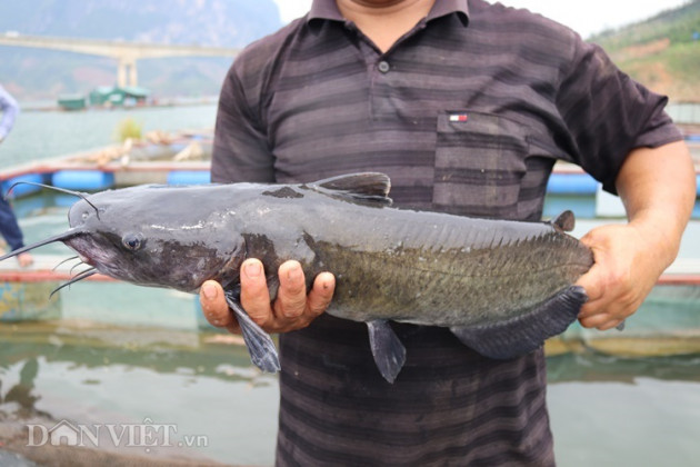 nuoi thu ca dac san tren “vinh ha long” tay bac, lai 300 trieu/nam hinh anh 6