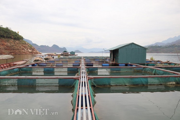 nuoi thu ca dac san tren “vinh ha long” tay bac, lai 300 trieu/nam hinh anh 7