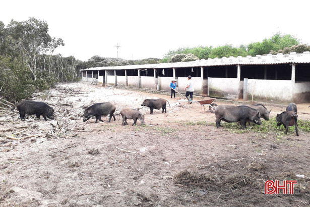 nuoi thu lon an tap, mat xau long ram, chua lon da co nguoi doi mua hinh anh 3