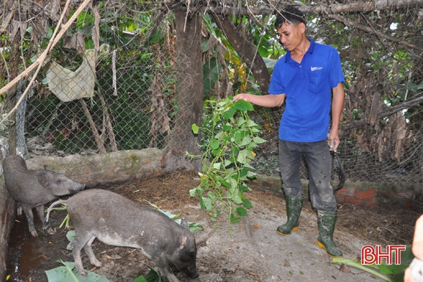 nuoi thu lon an tap, mat xau long ram, chua lon da co nguoi doi mua hinh anh 5