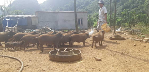 nuoi thu lon rung an khoe, di choi khoe, lao nong thu do co tien to hinh anh 2