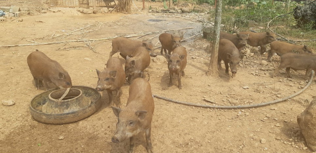 nuoi thu lon rung an khoe, di choi khoe, lao nong thu do co tien to hinh anh 3