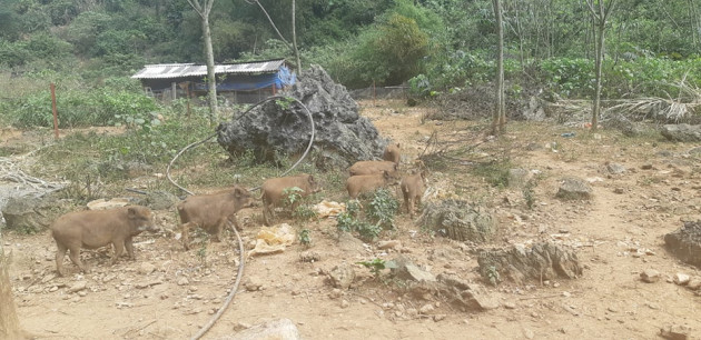 nuoi thu lon rung an khoe, di choi khoe, lao nong thu do co tien to hinh anh 4