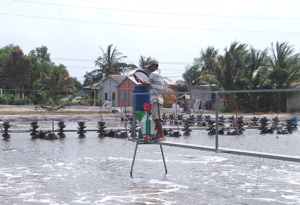 nuoi tom to, ca tra bu o ho bom, dan song khoe re giua thoi han man hinh anh 6