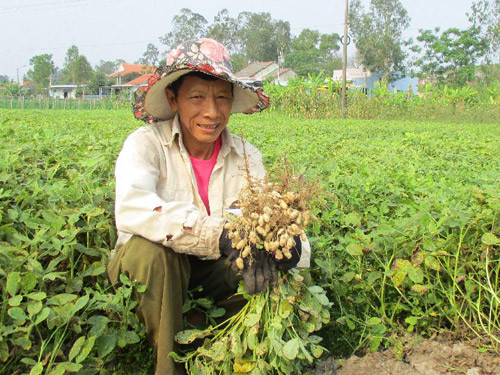 o day bo lua trong lac, cay nao cung chi chit cu, ban duoc gia hinh anh 1