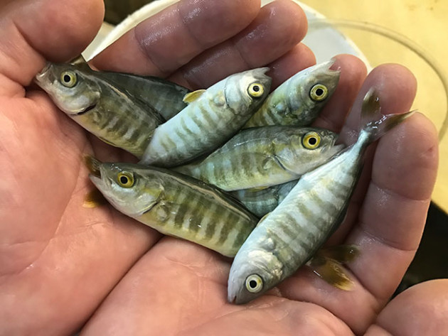 o day nuoi duoc loai ca cam khong lo nhat ban nho co "dong minh" hinh anh 4