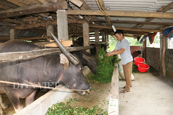 Ở đây nuôi nhốt những con trâu to bự, cứ bán 1 con thu 40-50 triệu1