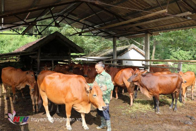 o day trong co nuoi bo vo beo, cu 1 con loi 2-3 trieu dong/thang hinh anh 1