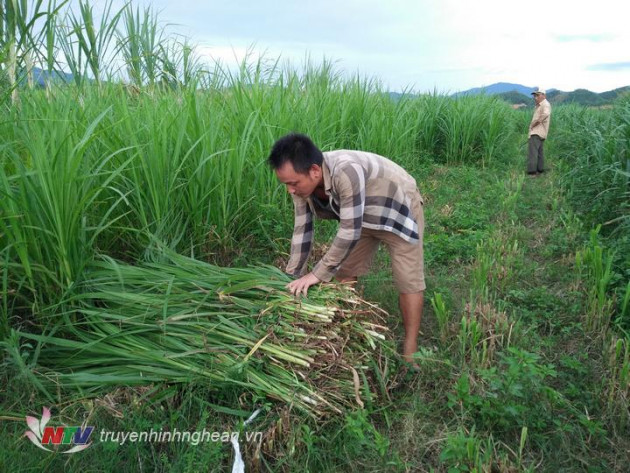 o day trong co nuoi bo vo beo, cu 1 con loi 2-3 trieu dong/thang hinh anh 2