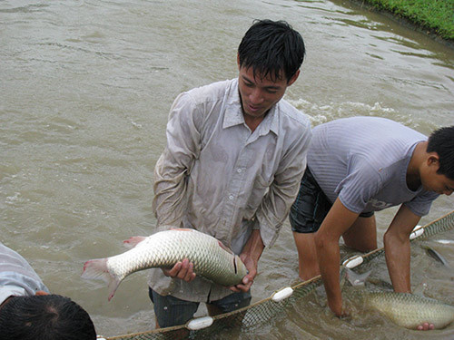 Ở nơi này, dân khá giả lên nhờ nuôi cá to bự chuẩn VietGAP