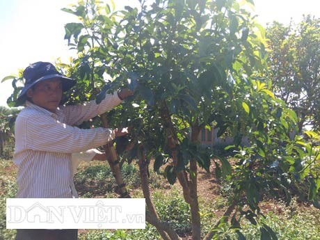 ong nguyẽn tán dũng tiét lo cach ghép bo mỹ, lai gan 1/3 ty hinh anh 4