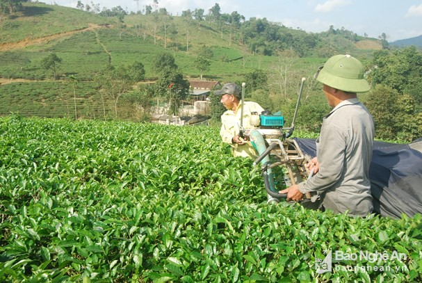 "Phá mù" chè xuân, dân Thanh Chương thu hơn 30 tỷ đồng