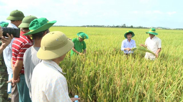 Phân bón Bình Điền tham gia Dự án “Sản xuất lúa bền vững và giảm phát thải khí nhà kính AgResults”