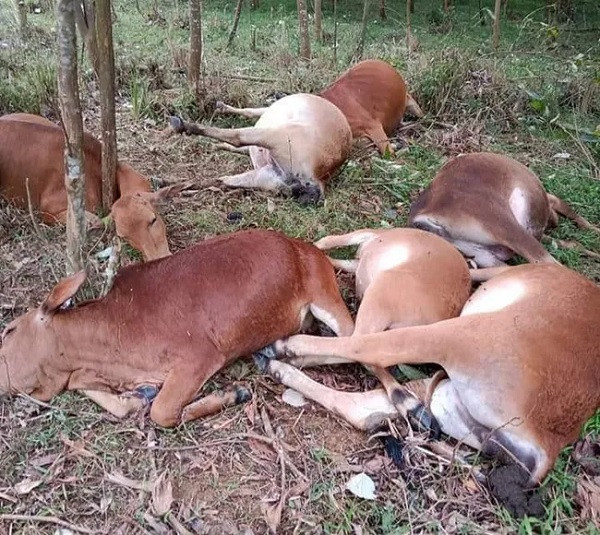 Phú Thọ: 7 con bò mộng bị sét đánh chết, thiệt hại trăm triệu đồng