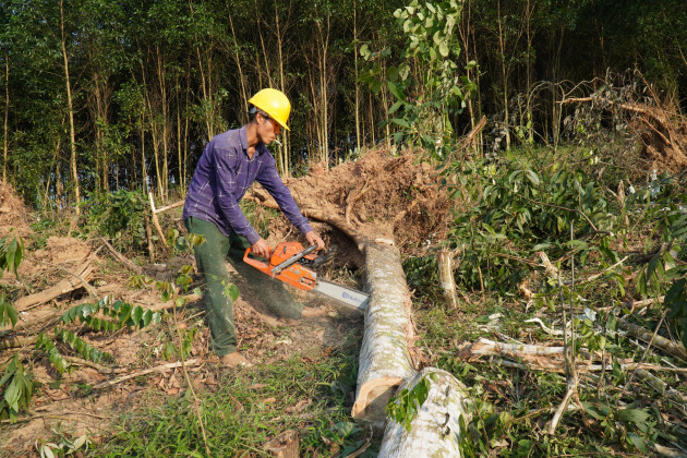 Quần quật chặt cưa, khuân vác gỗ cả ngày chỉ được 150.000 đồng