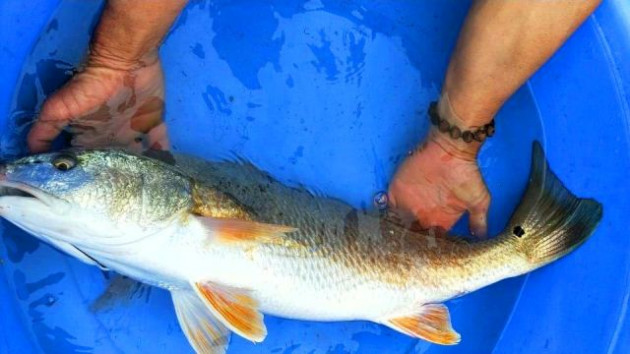 quang binh: cau duoc ca la 3kg nghi ca su vang tien ty hinh anh 1