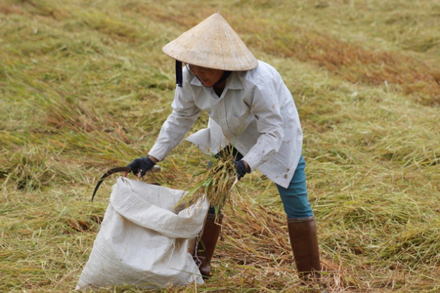 Quảng Bình, dân khóc ròng hàng nghìn ha lúa đổ gãy