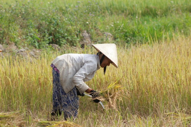 quang binh, dan khoc rong hang nghin ha lua do gay hinh anh 6