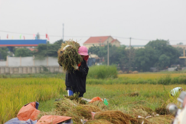 quang binh, dan khoc rong hang nghin ha lua do gay hinh anh 7