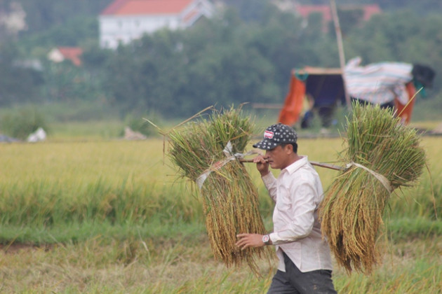 quang binh, dan khoc rong hang nghin ha lua do gay hinh anh 8