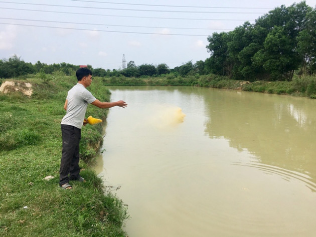 quang binh: nuoi 13.000 con chim be nho, dut tui hon 2 trieu/ngay hinh anh 4