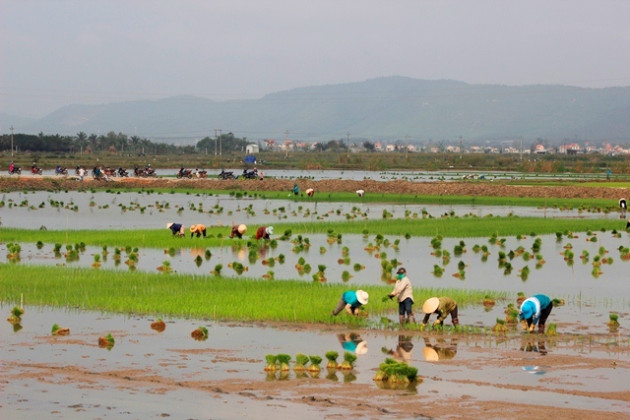 quang binh: ra tet, bo 200.000 dong/ngay thue nguoi di cay lua hinh anh 1