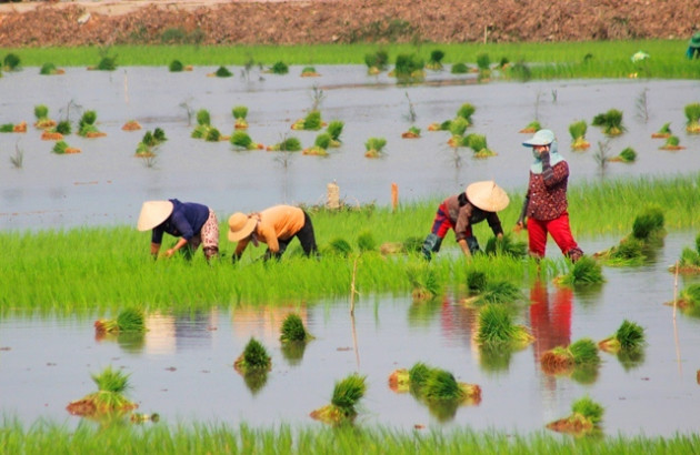 quang binh: ra tet, bo 200.000 dong/ngay thue nguoi di cay lua hinh anh 2