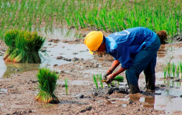 quang binh: ra tet, bo 200.000 dong/ngay thue nguoi di cay lua hinh anh 3