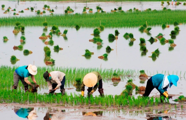 quang binh: ra tet, bo 200.000 dong/ngay thue nguoi di cay lua hinh anh 4