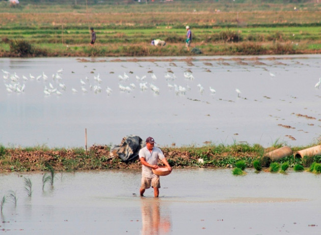 quang binh: ra tet, bo 200.000 dong/ngay thue nguoi di cay lua hinh anh 5