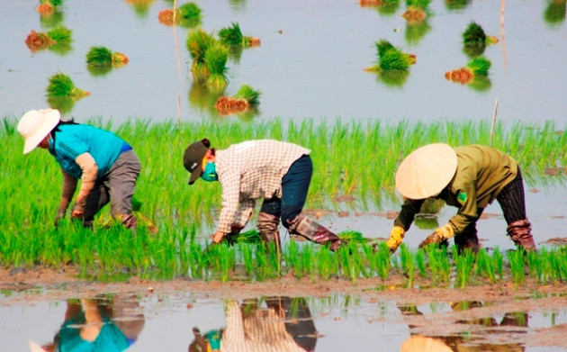 quang binh: ra tet, bo 200.000 dong/ngay thue nguoi di cay lua hinh anh 6