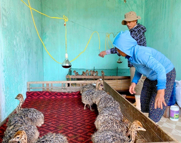 quang binh: tuyet chieu nuoi da dieu tren cat nong lai 3 ty/nam hinh anh 2