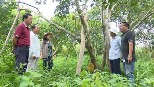 quang nam: bien vuon ram rap, tap nham thanh vuon vai tram trieu hinh anh 1