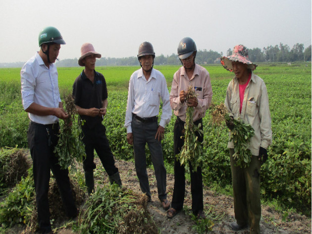 quang nam: bo lua trong thu cay ra cu ep dau, thu nhap tang 2,5 lan hinh anh 2