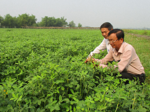 quang nam: bo lua trong thu cay ra cu ep dau, thu nhap tang 2,5 lan hinh anh 7