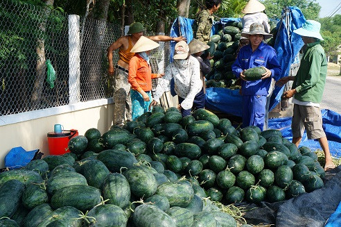 quang nam: dua hau 7.500 dong/kg, dan phu ninh "mat long mat da" hinh anh 1