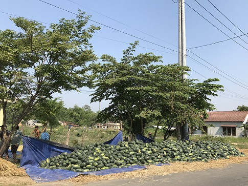 quang nam: dua hau 7.500 dong/kg, dan phu ninh "mat long mat da" hinh anh 2