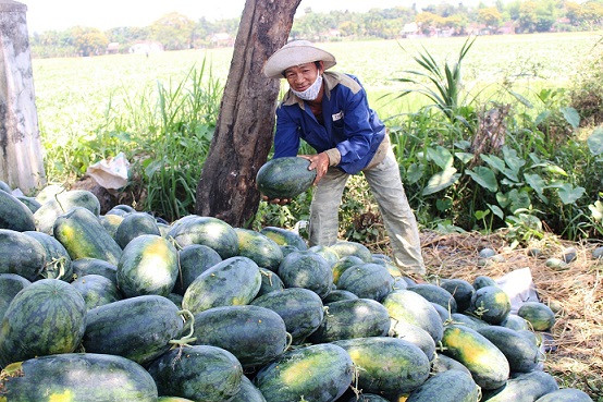 quang nam: dua hau 7.500 dong/kg, dan phu ninh "mat long mat da" hinh anh 3