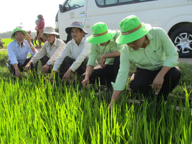 quang nam: giong lua nao khang benh dao on tot? hinh anh 2