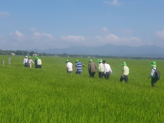 quang nam: giong lua nao khang benh dao on tot? hinh anh 4