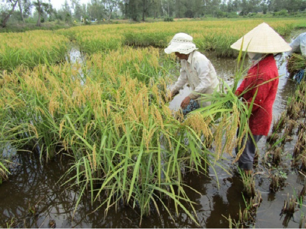 quang nam: nhieu hop tac xa "lot xac", doanh thu hang ty dong/nam hinh anh 4