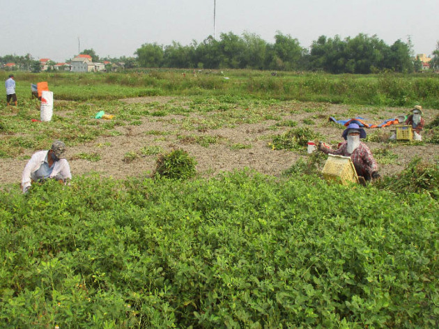 Quảng Nam: Trồng lạc chi chít củ, hạt mẩy, nhà nào cũng vui