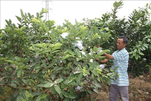 quang nam: trong nhung cay mit ra trai to bu, ai cung thich mua hinh anh 2