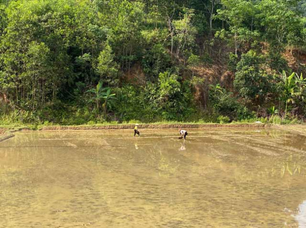 quang ngai: nhin thi ghe nhung la dac san chi danh dai khach quy hinh anh 2